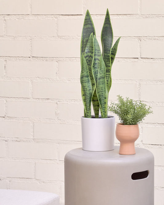 Veštačka Sansevieria u beloj saksiji, 55 cm