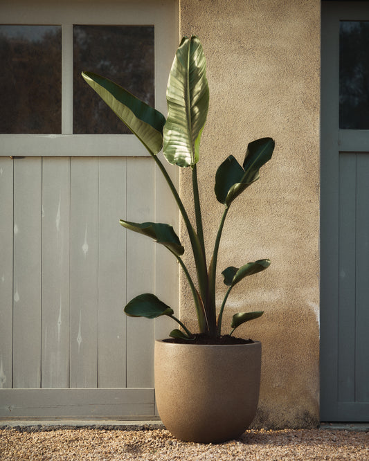 Selvi set od 2 sadilice sa svetlo braon efektom kamena Ø 37cm