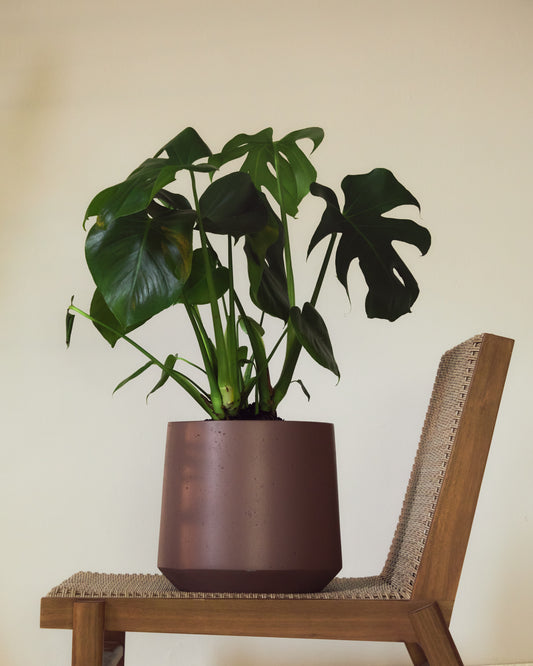 Calun maroon cementna sadnica Ø 32cm