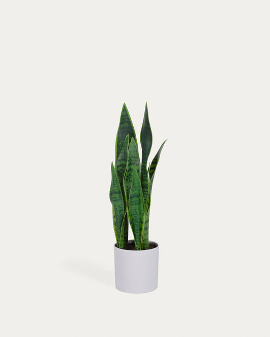Veštačka Sansevieria u beloj saksiji, 55 cm