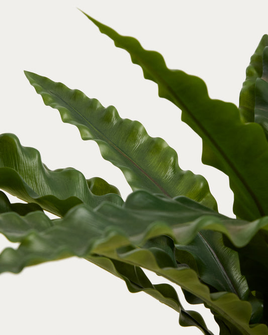 Veštačka biljka Neottopteris sa belom saksijom, 70 cm