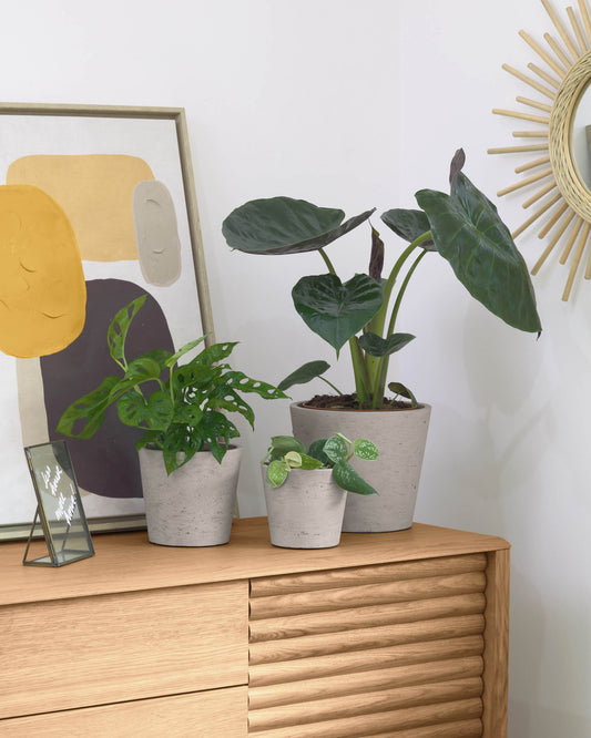 Low set of 3 planters gray Ø 23.5 cm / Ø 16.5 cm / Ø 14 cm